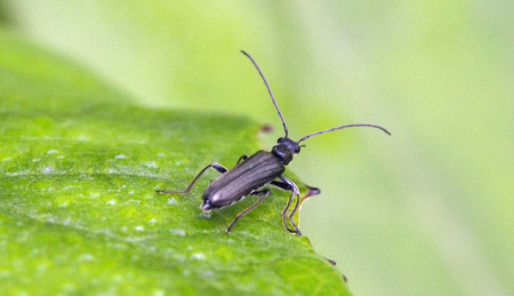 Anogcodes cfr. fulvicollis, maschio, Oedemeridae